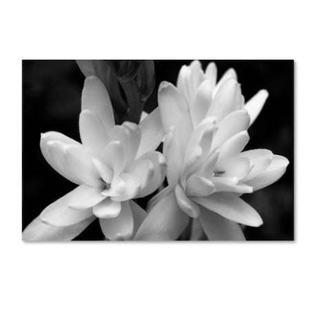 Trademark Fine Art Kurt Shaffer 'Tuber Rose in Black and White' Canvas Art, 22x32 KS01117-C2232GG